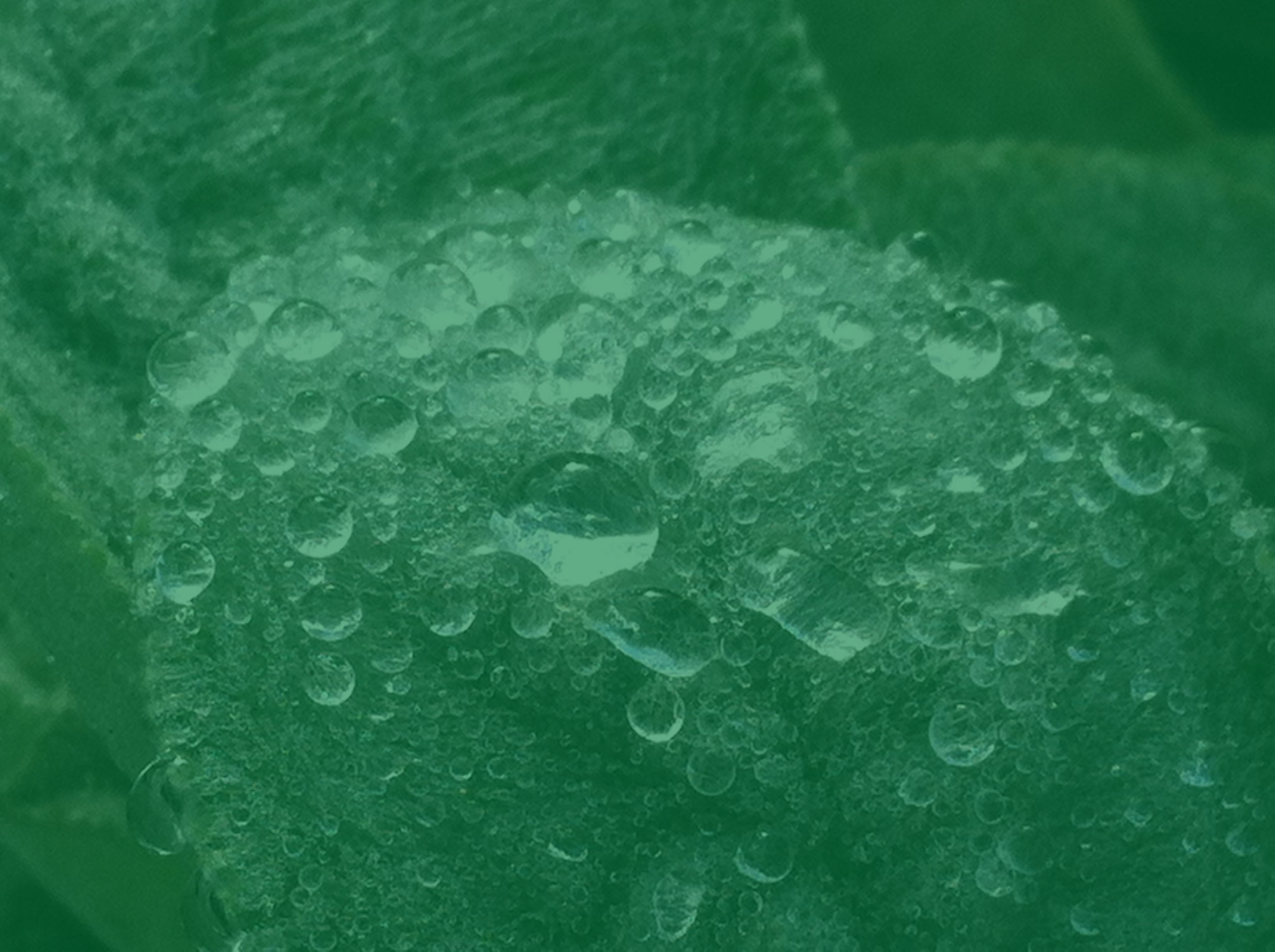 Green Heart Circle imagery