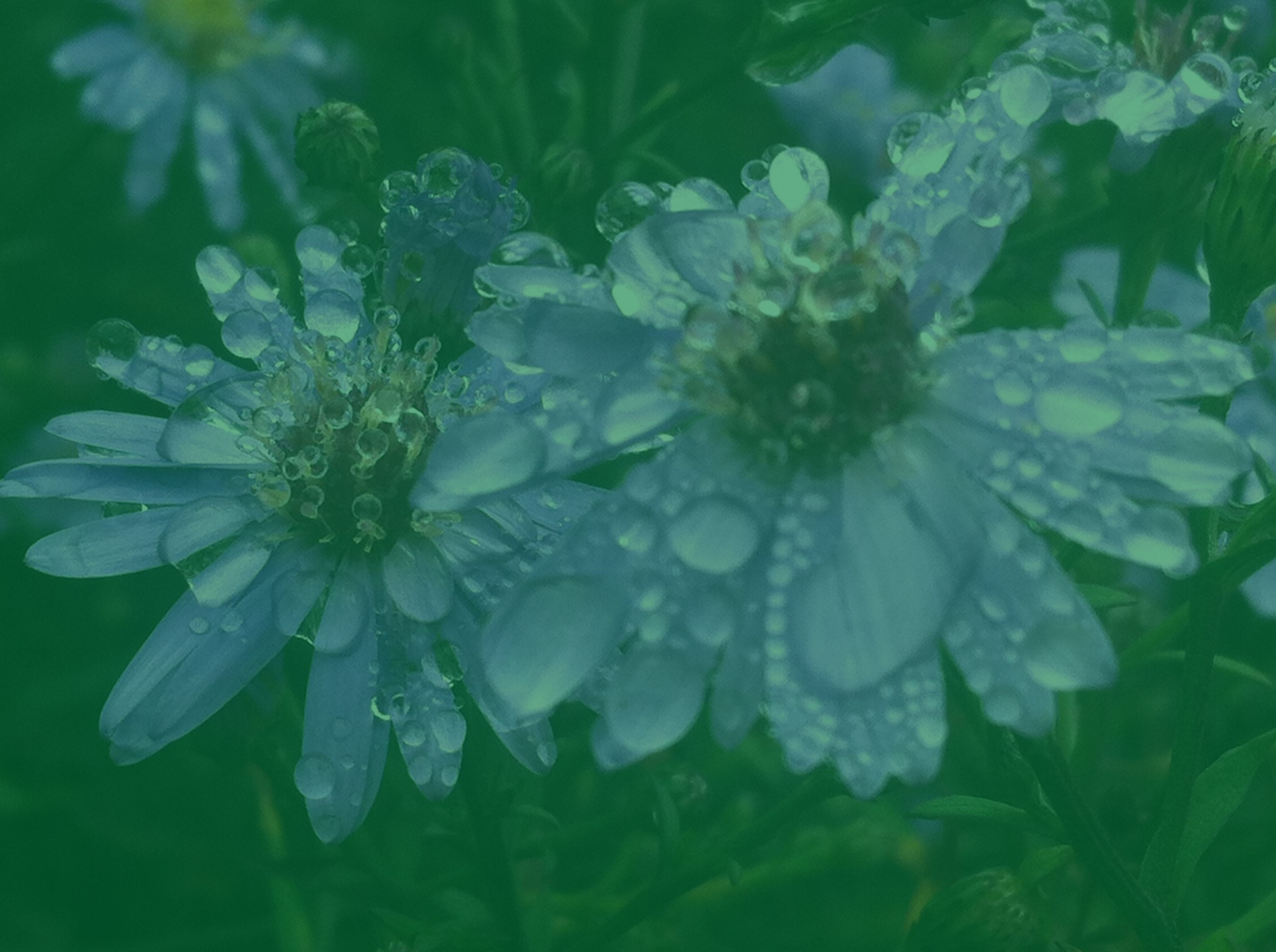 Green Heart Circle imagery