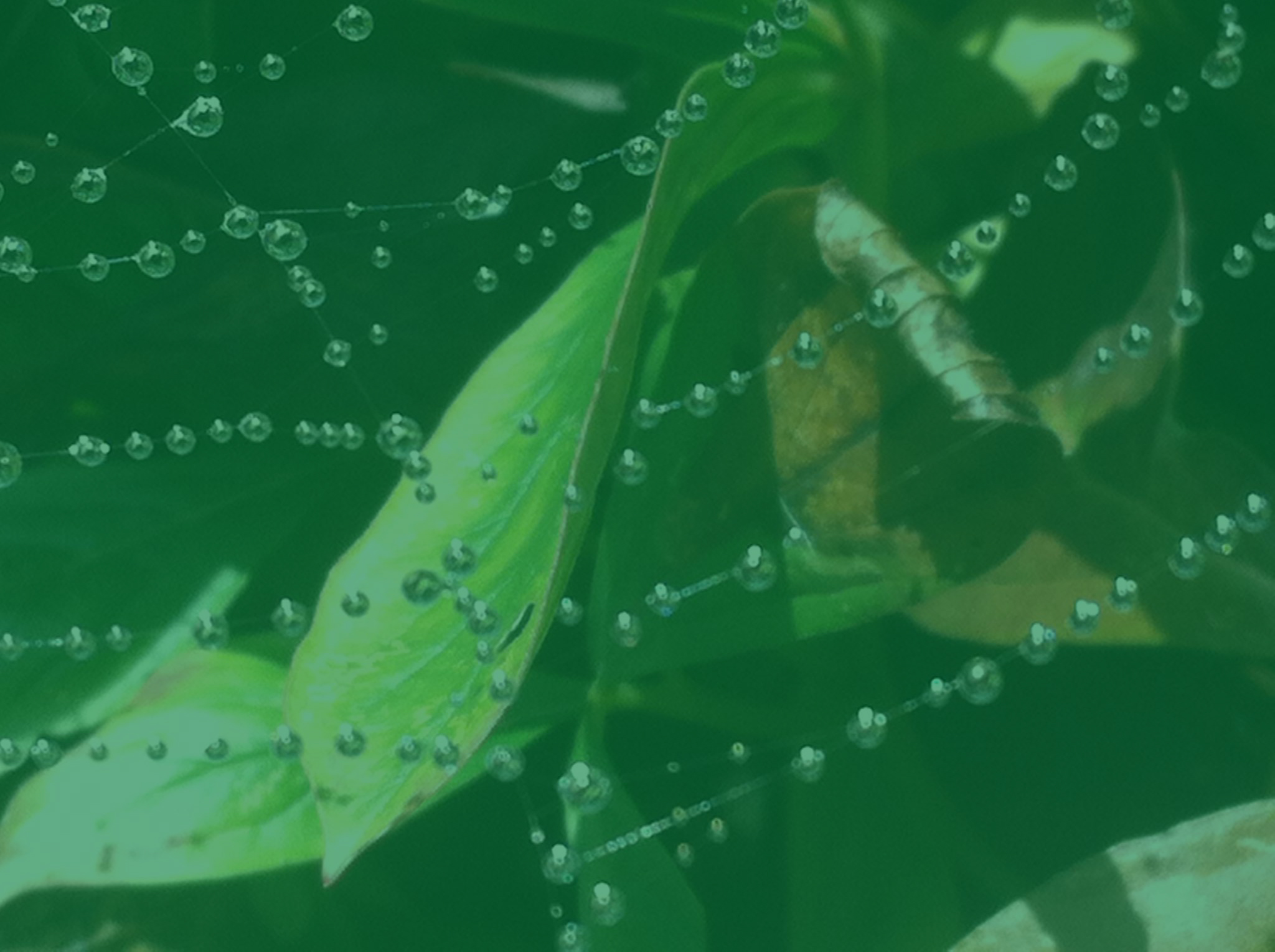 Green Heart Circle imagery